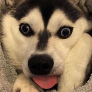 Meet your Posher, Rae